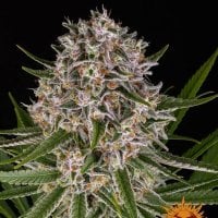 Barneys  Farm  Cannabis  Seeds  Lemon  Haze  Auto