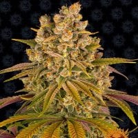 Barneys  Farm  Cannabis  Seeds  Lemon  Tree