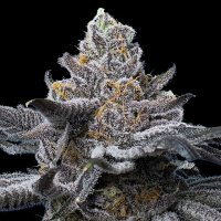 Barneys  Farm  Cannabis  Seeds  Lfg