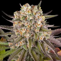 Barneys  Farm  Cannabis  Seeds  Limoncello