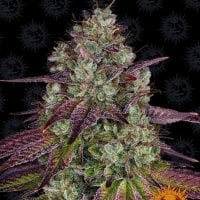 Barneys  Farm  Cannabis  Seeds  Mimosa  Evo