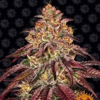 Barneys  Farm  Cannabis  Seeds  Mimosa  X  Orange  Punch  Auto