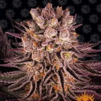 Barneys  Farm  Cannabis  Seeds  Mimosa  X  Orange  Punch