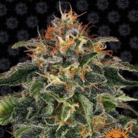 Barneys  Farm  Cannabis  Seeds  Moby  Dick