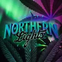 Barneys Farm Cannabis Seeds Northern Lights