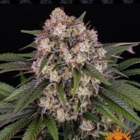 Barneys  Farm  Cannabis  Seeds  Og  Kush  Auto