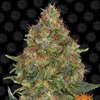 Barneys  Farm  Cannabis  Seeds  Pineapple  Express  Auto