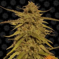 Barneys  Farm  Cannabis  Seeds  Pineapple  Haze