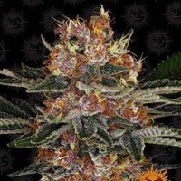 Barneys  Farm  Cannabis  Seeds  Purple  Punch  Auto