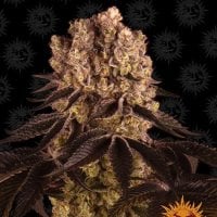 Barneys  Farm  Cannabis  Seeds  Purple  Punch