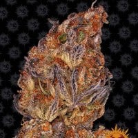 Barneys  Farm  Cannabis  Seeds  Runtz  Auto