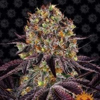 Barneys  Farm  Cannabis  Seeds  Runtz  X  Layer  Cake