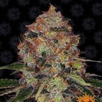 Barneys Farm Cannabis Seeds Shiskaberry