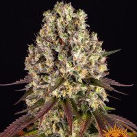 Barneys  Farm  Cannabis  Seeds  Sour  Diesel