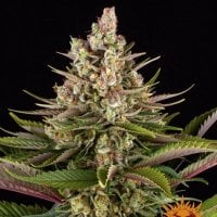 Barneys  Farm  Cannabis  Seeds  Sour  Strawberry