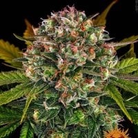 Barneys  Farm  Cannabis  Seeds  Strawberry  Cheesecake  Auto