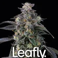 Barneys  Farm  Cannabis  Seeds  Super  Boof