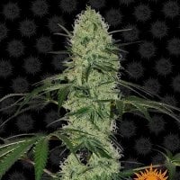Barneys  Farm  Cannabis  Seeds  Tangerine  Dream  Auto