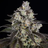 Barneys  Farm  Cannabis  Seeds  Trainwreck