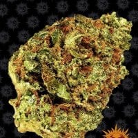 Barneys  Farm  Cannabis  Seeds  Watermelon  Zkittlez  Auto