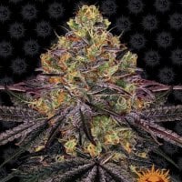 Barneys  Farm  Cannabis  Seeds  Watermelon  Zkittlez