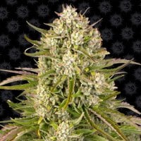 Barneys  Farm  Cannabis  Seeds  Wedding  Cake  Auto