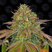 Barneys  Farm  Cannabis  Seeds  Wedding  Cake