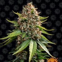 Barneys  Farm  Cannabis  Seeds  White  Widow  Xxl  Auto