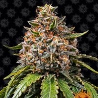 Barneys  Farm  Cannabis  Seeds  White  Widow  Xxl