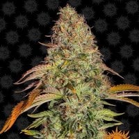 Barneys  Farm  Cannabis  Seeds  Zkittlez  Og  Auto