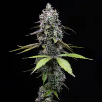 Barneys  Farm  Cannabis  Seeds  Zoap