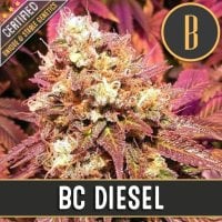 Bcdiesel