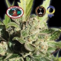 Big  Buddha  Cannabis  Seeds  Blue  Cheese