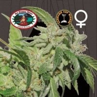 Big  Buddha  Cannabis  Seeds  Buddha  Tahoe