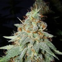 Big  Buddha  Cannabis  Seeds  Buddhalato