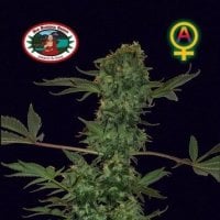Big  Buddha  Cannabis  Seeds  Cheese  Automatic