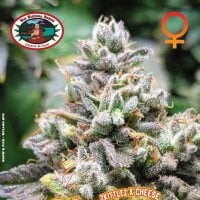 Big Buddha Cannabis Seeds Cheese Puffs