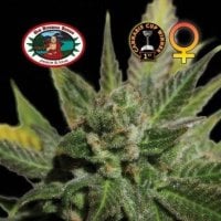 Big  Buddha  Cannabis  Seeds  Cheese