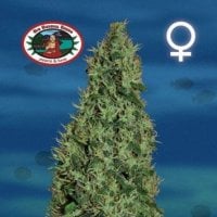 Big  Buddha  Cannabis  Seeds  Cheesy  Dick
