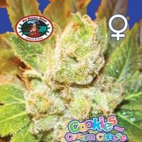 Big Buddha Cannabis Seeds Cookies Cream Cheese