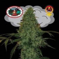 Big  Buddha  Cannabis  Seeds  Critical  Mass  Automatic