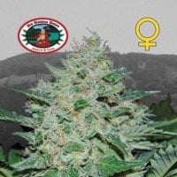 Big  Buddha  Cannabis  Seeds  Freeze  Cheese 89