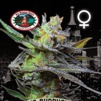 Big Buddha Cannabis Seeds King Kong