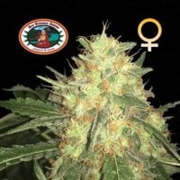 Big Buddha Cannabis Seeds Legends Gold