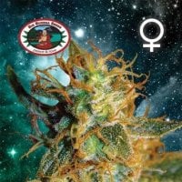 Big Buddha Cannabis Seeds Silver Cheese