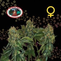 Big  Buddha  Cannabis  Seeds  Sour  Chiesel  Auto