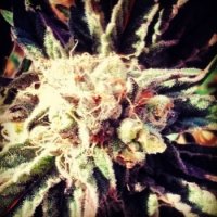Big  Head  Cannabis  Seeds  Blueberry  Crystal  Gelato