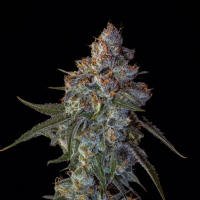 Big  Head  Cannabis  Seeds  Classic  Line  Cherry  Pie