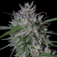 Big  Head  Cannabis  Seeds  Gorilla  Cookies  Auto