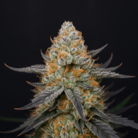 Big  Head  Cannabis  Seeds  Trailblazer  Line  Arctic  Cherries